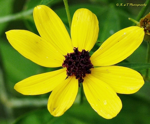 {Coreopsis tripteris}